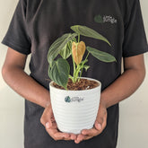 Philodendron Melanochrysum, with 5.5 inch white decor pot